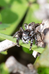 Jotus karllagerfeldi