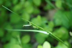 Carex communis