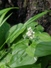 Maianthemum bifolium