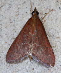 Pyrausta atropurpuralis
