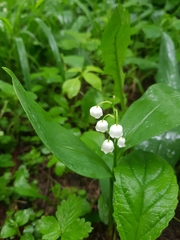 Convallaria majalis