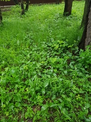 Convallaria majalis