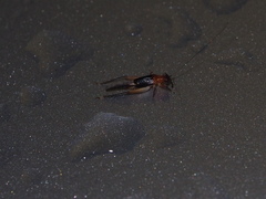 Homoeoxipha lycoides
