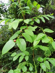 Phyllanthus reticulatus