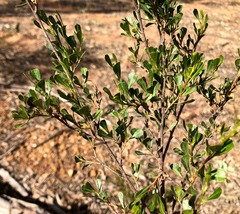 Dodonaea triangularis