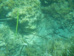 Anemonia viridis