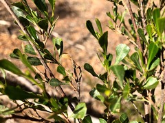 Dodonaea triangularis