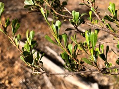 Dodonaea triangularis