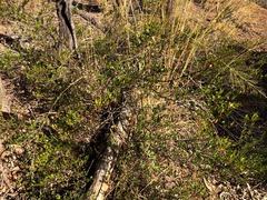 Dodonaea triangularis