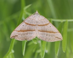 Scotopteryx