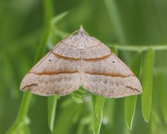 Scotopteryx