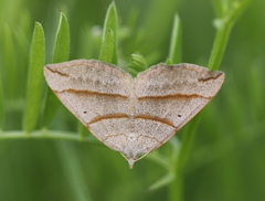 Scotopteryx