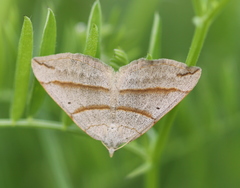 Scotopteryx
