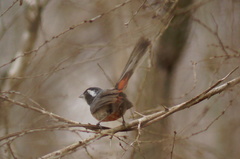 Granatellus venustus