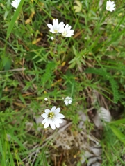Cerastium arvense