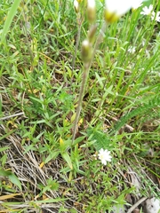 Cerastium arvense