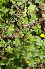 Potentilla canadensis