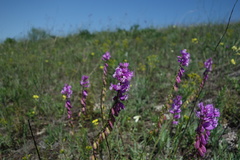 Polygala cretacea