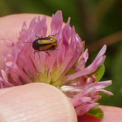 Cryptocephalus vittatus