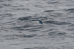 Cheilopogon spilopterus