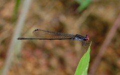 Pseudagrion perfuscatum