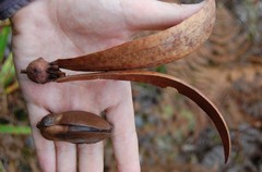 Dipterocarpaceae