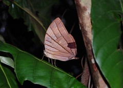 Amathuxidia amythaon