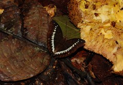 Bassarona teuta