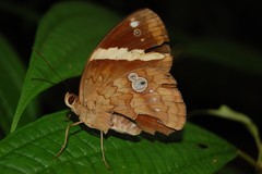 Xanthotaenia busiris