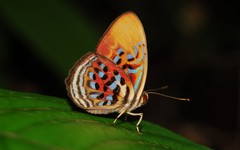 Paralaxita telesia