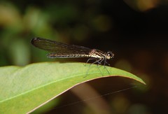 Heliocypha biseriata
