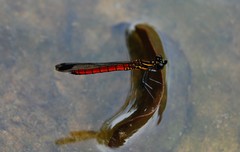 Libellago aurantiaca