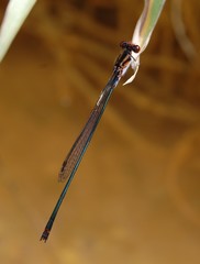 Pseudagrion perfuscatum