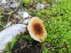Pholiota multicingulata