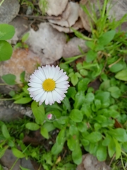 Bellis perennis
