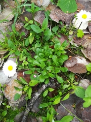 Bellis perennis