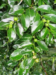 Breynia fruticosa