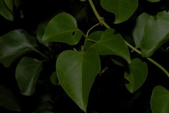Jasminum nummulariifolium