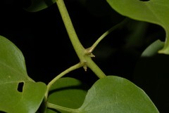 Jasminum nummulariifolium