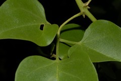 Jasminum nummulariifolium