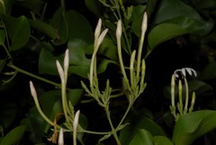 Jasminum nummulariifolium