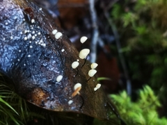 Gloiocephala xanthocephala