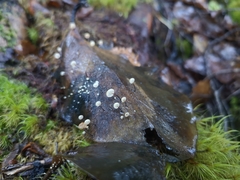 Gloiocephala xanthocephala