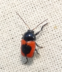 Cryptocephalus notatus