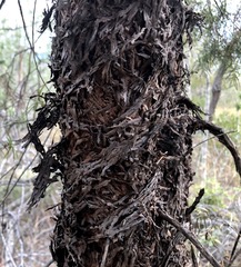 Lysicarpus angustifolius