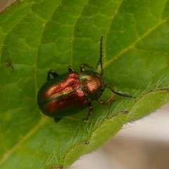 Chrysolina fastuosa