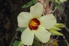 Abelmoschus moschatus