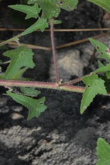 Abelmoschus moschatus