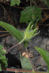 Abelmoschus moschatus
