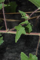 Abelmoschus moschatus